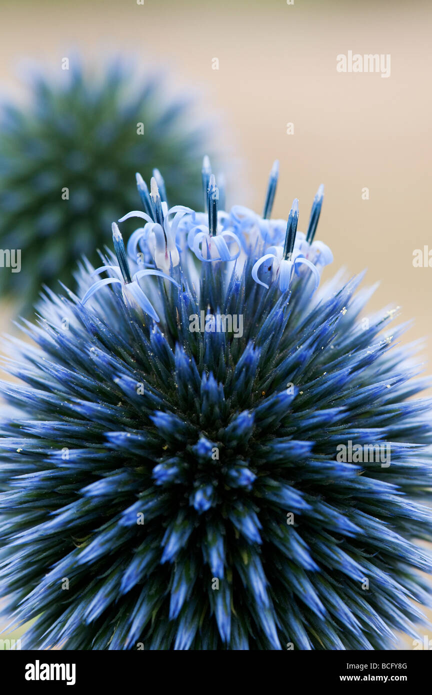 Echinops ritro veitch del blu. Globe thistle fiore in un giardino inglese Foto Stock