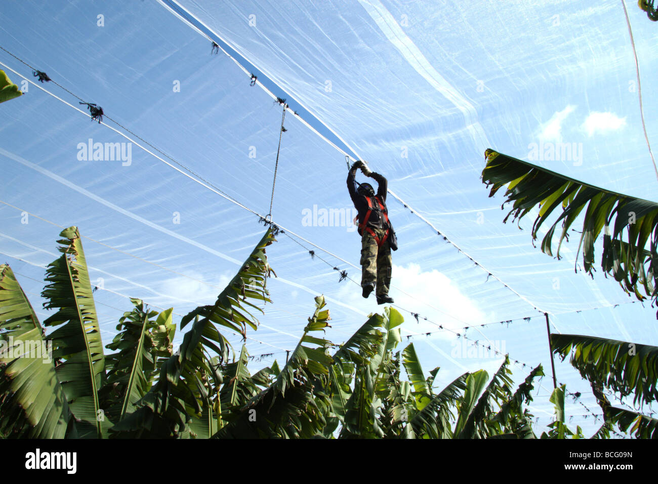 Giordania Israele Valley Kibbutz Ashdot Yaacov piantagione di banane sotto una rete Foto Stock