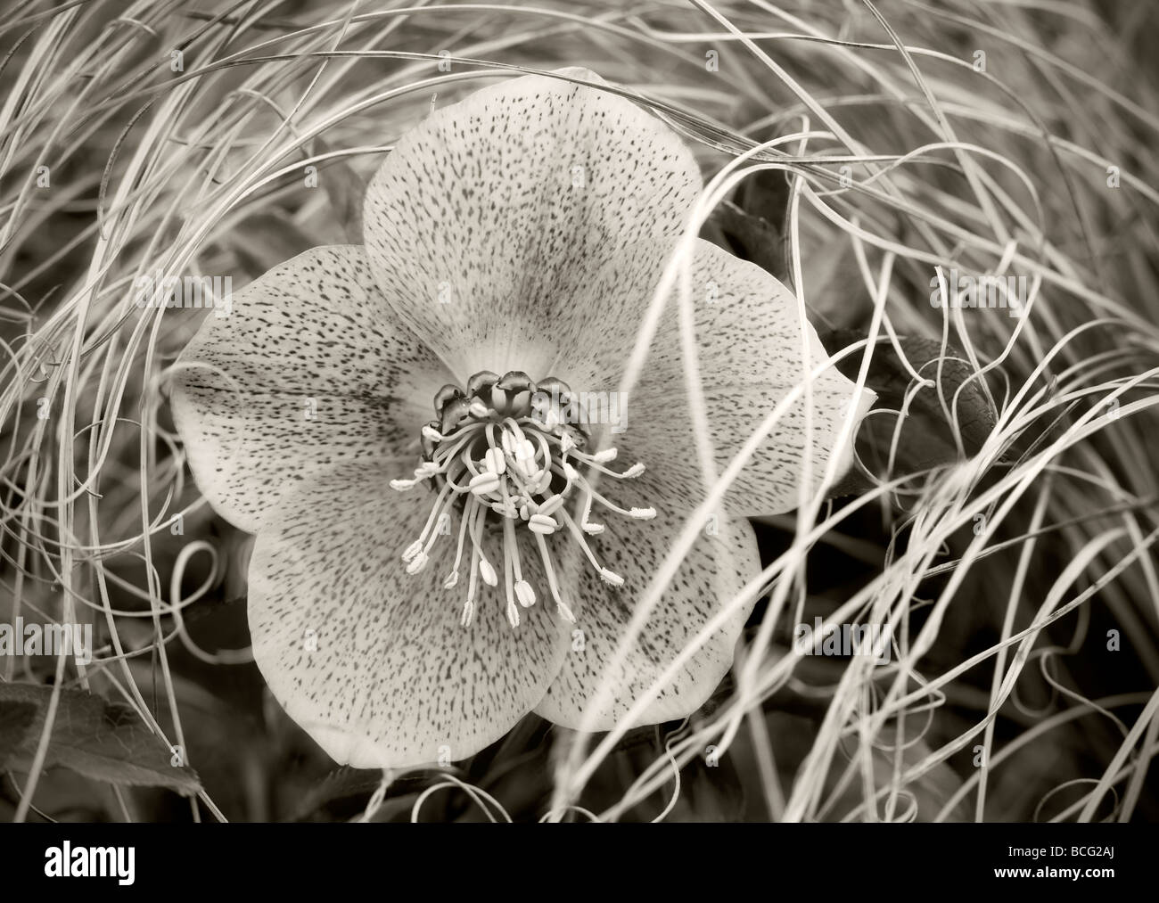 Pink Lady Veratro in fiore cadono erbe Al vivaio s Woodburn Oregon Foto Stock