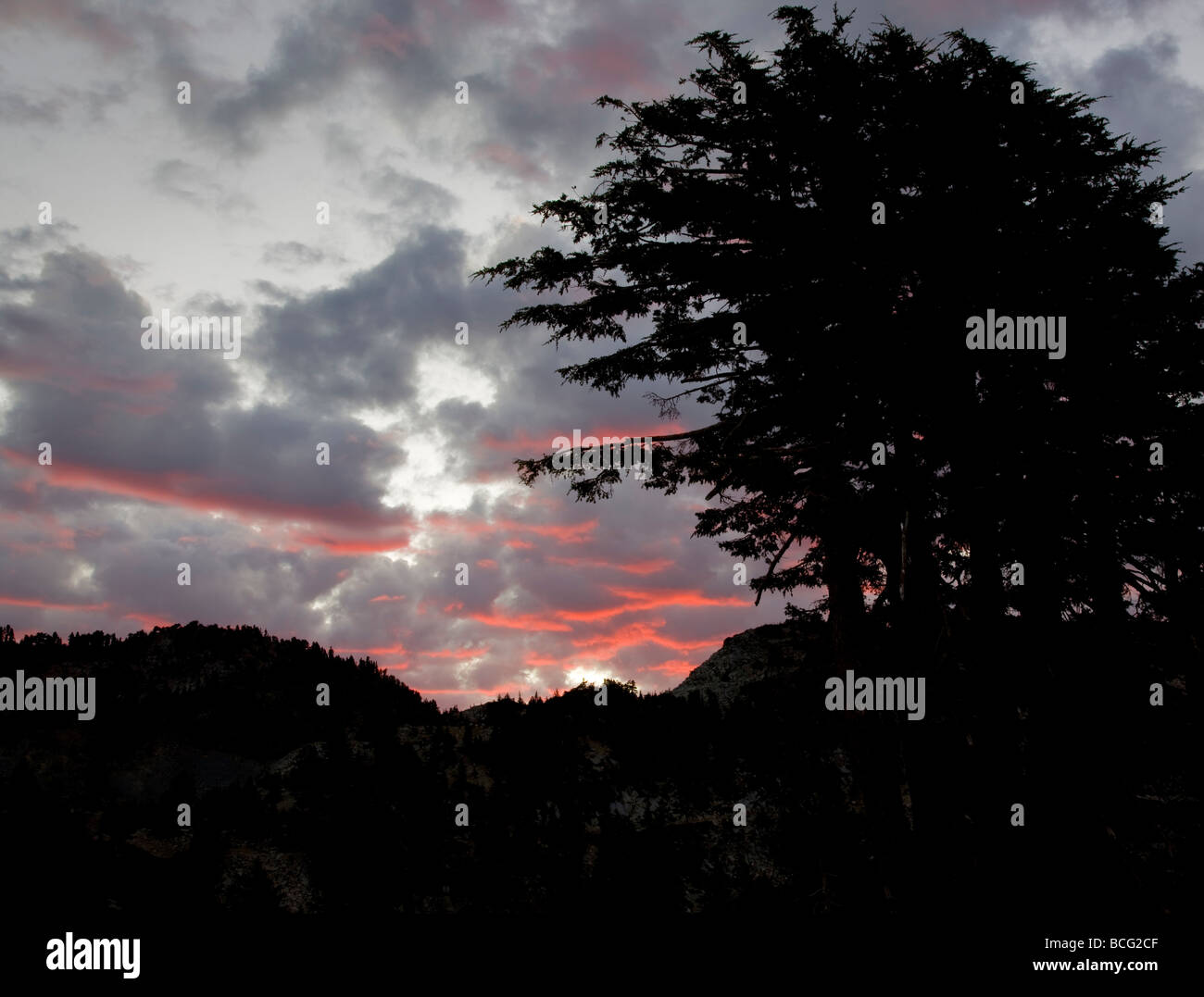 Sunrise over tree è Parco nazionale vulcanico di Lassen California Foto Stock