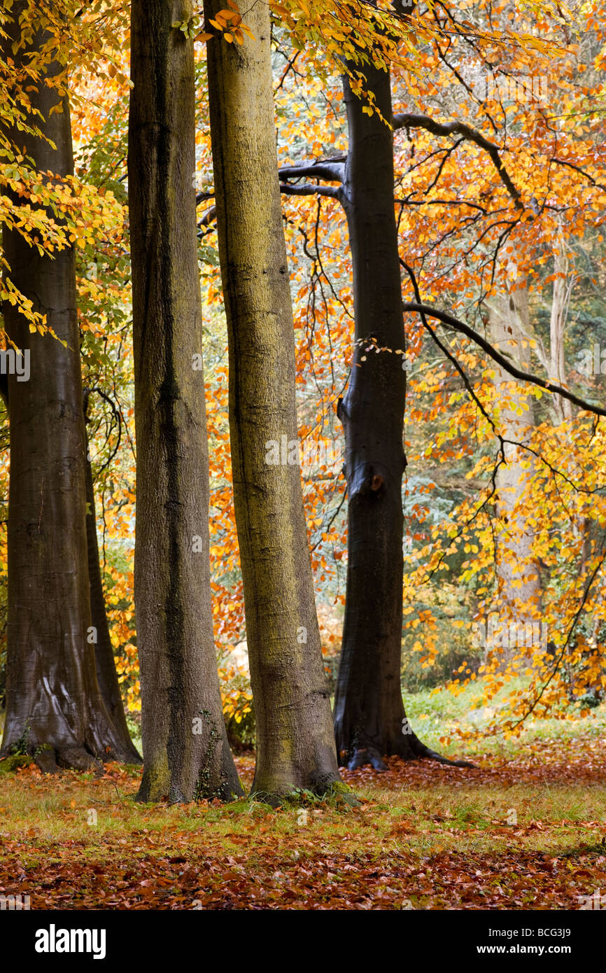 Faggi con colore di autunno, Thorp Perrow arboreto, Yorkshire Foto Stock