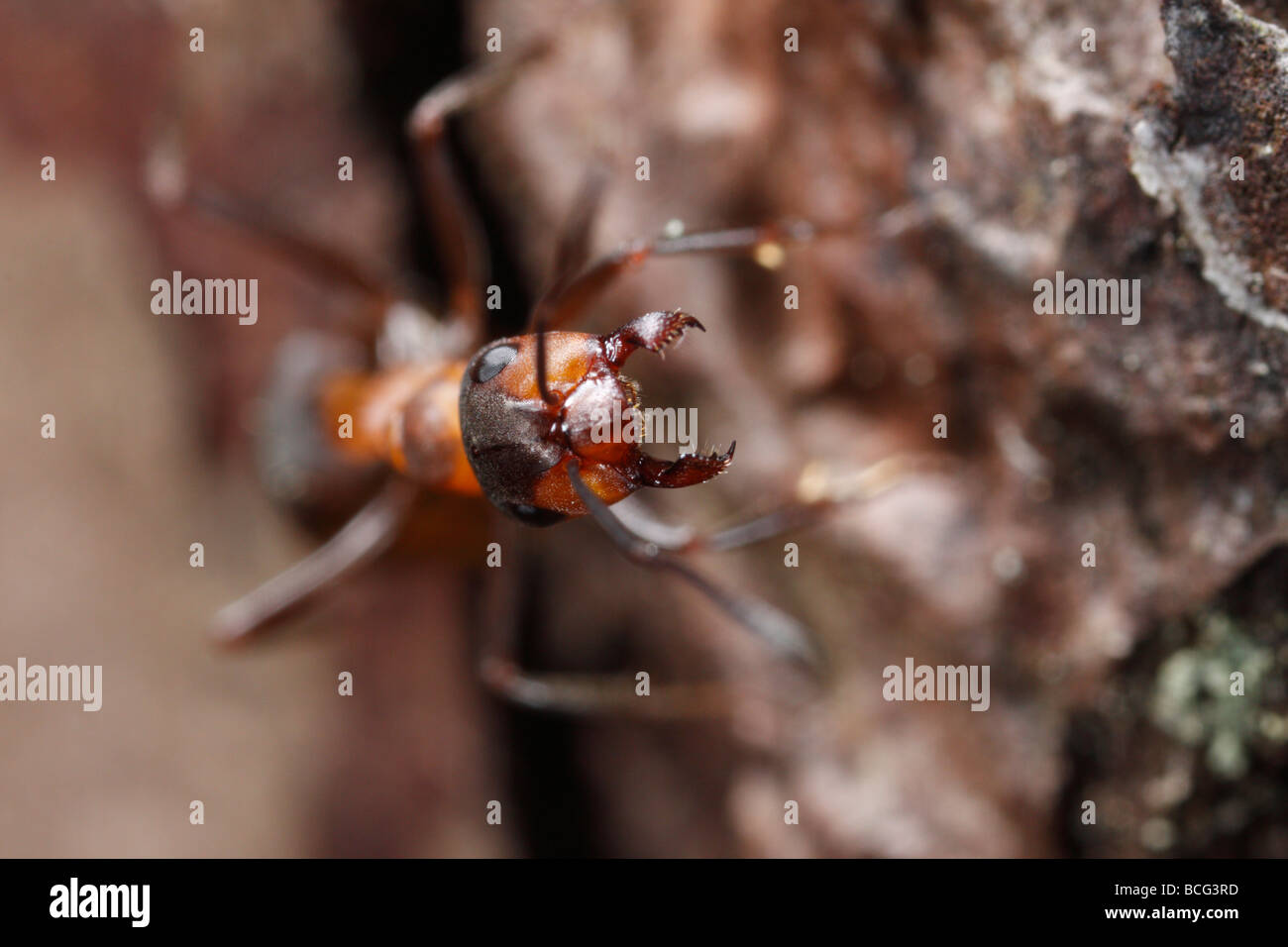 Horse ant (formica rufa) minaccia lo spettatore con ganasce aperte. Foto Stock