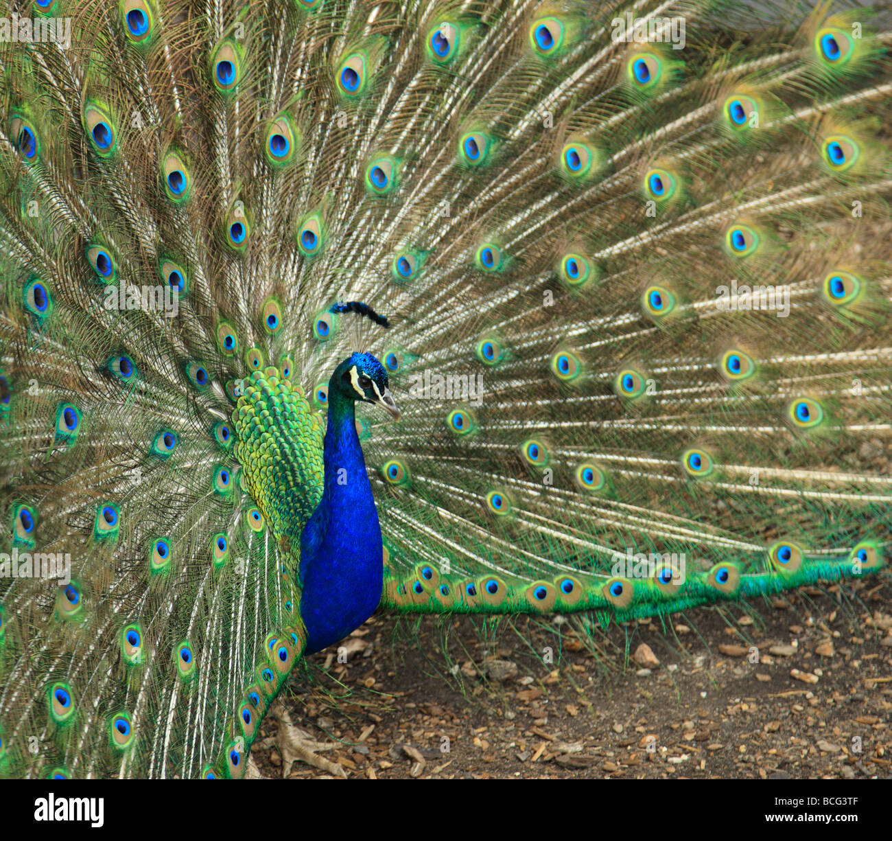 Peacock. Foto Stock