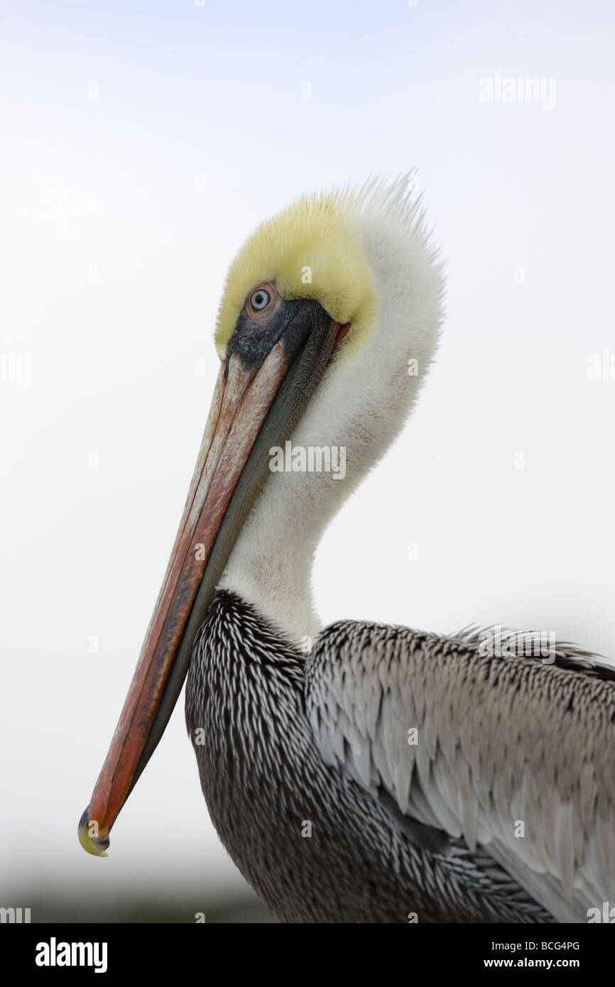 Brown Pelican Pelecanus occidentalis Foto Stock