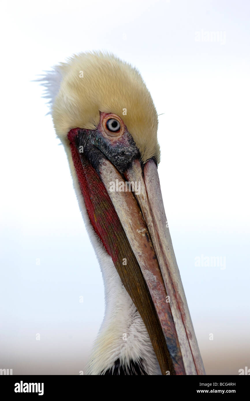 Brown Pelican Pelecanus occidentalis Foto Stock