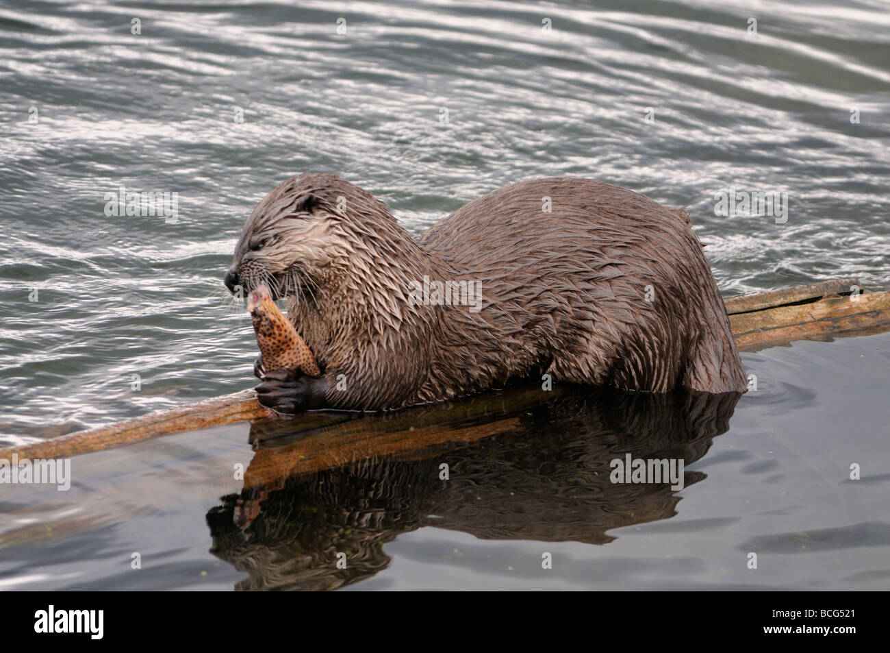 Foto di stock di una lontra di fiume su un log di mangiare una trota, il Parco Nazionale di Yellowstone, Montana, luglio 2009. Foto Stock