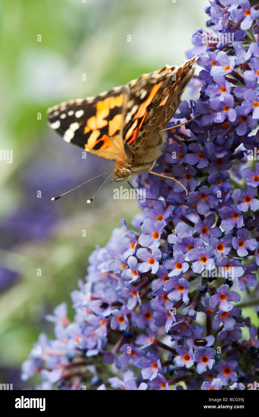Dipinto di Lady butterfly alimentazione su buddleja in un giardino inglese Foto Stock
