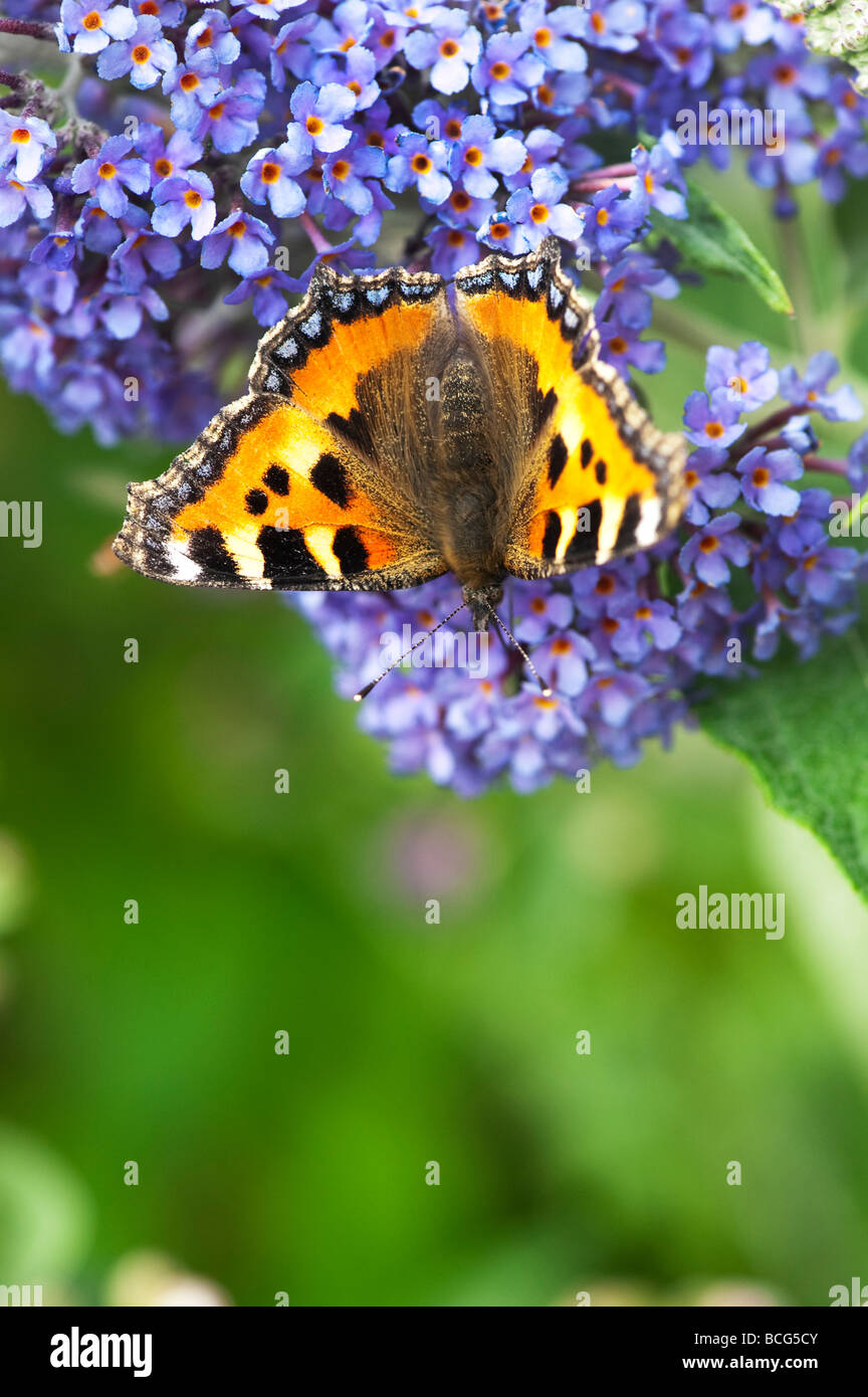 Piccola tartaruga butterfly alimentazione su buddleja in un giardino inglese Foto Stock