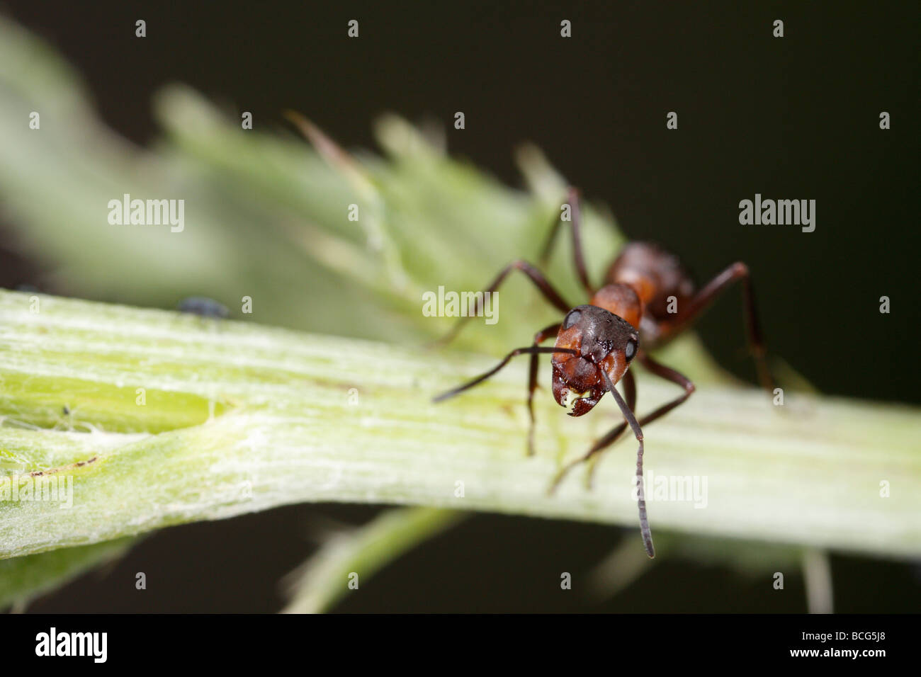 Horse ant (formica rufa) su un impianto levetta. Il lavoratore è guardando verso l'alto la fotocamera. Foto Stock