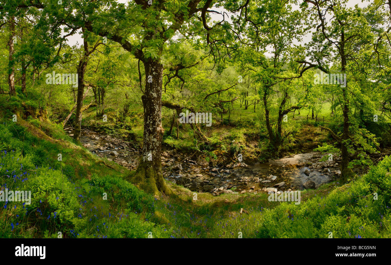 Argyll Forest Park, Scotland, Regno Unito Foto Stock