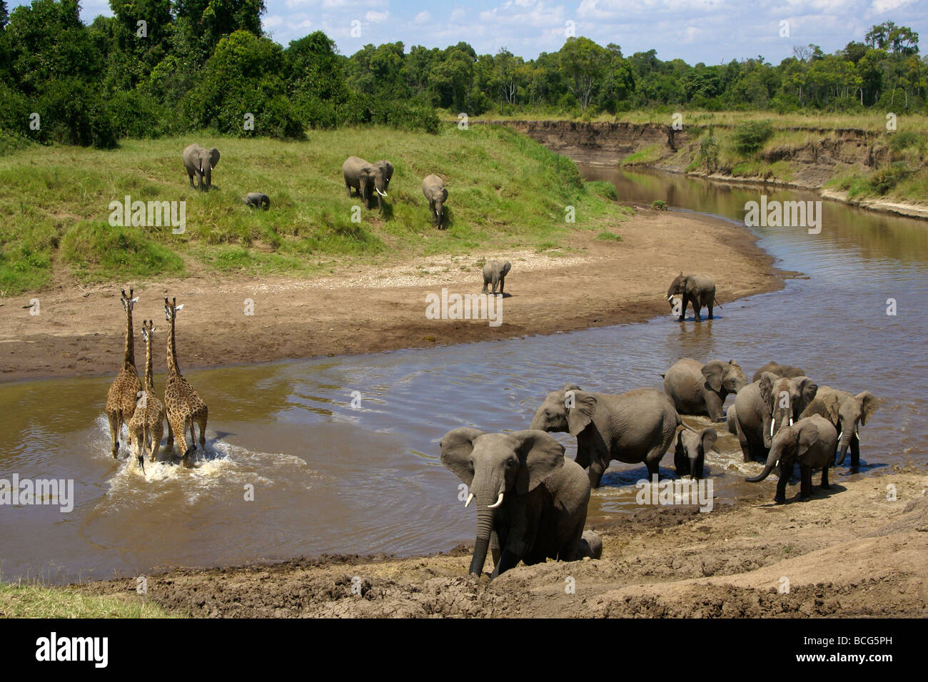 Gli elefanti africani e Masai giraffe al fiume di Mara, Kenya Foto Stock