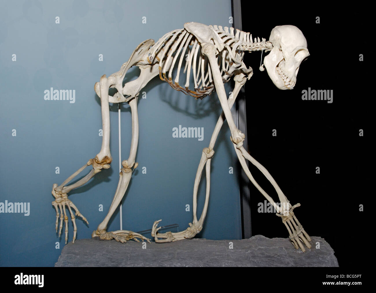 Scheletro di scimpanzé comune, Pan troglodytes Foto Stock