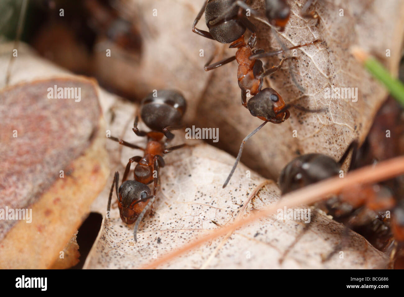 Tre formiche di cavallo (formica rufa) foraggio su foglie secche nella foresta. Foto Stock