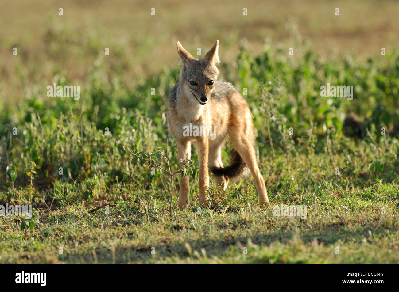 Foto di stock di un nero-backed jackal permanente sulla breve pianura erbosa di Ndutu, Tanzania, febbraio 2009. Foto Stock