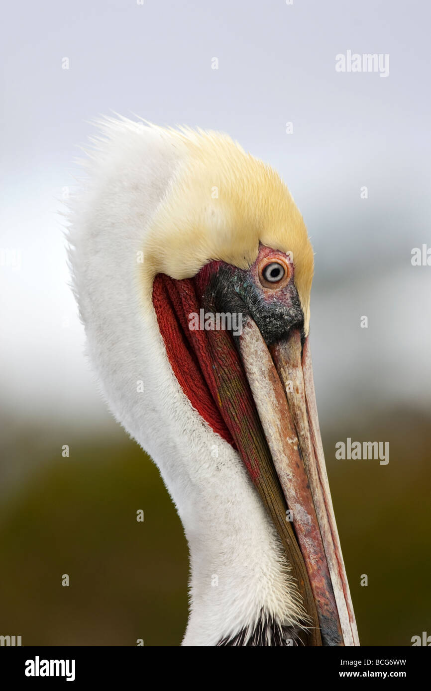 Brown Pelican Pelecanus occidentalis Foto Stock