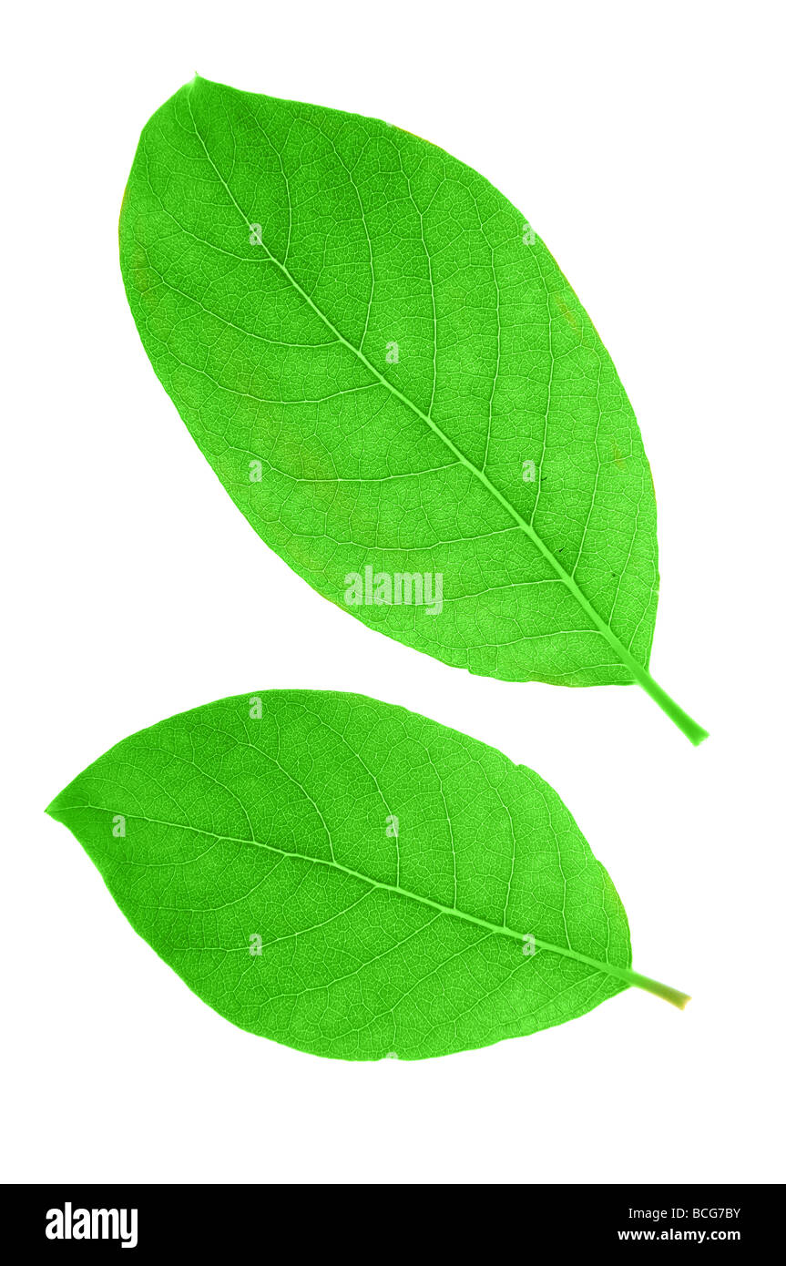 Foglie verdi Foto Stock