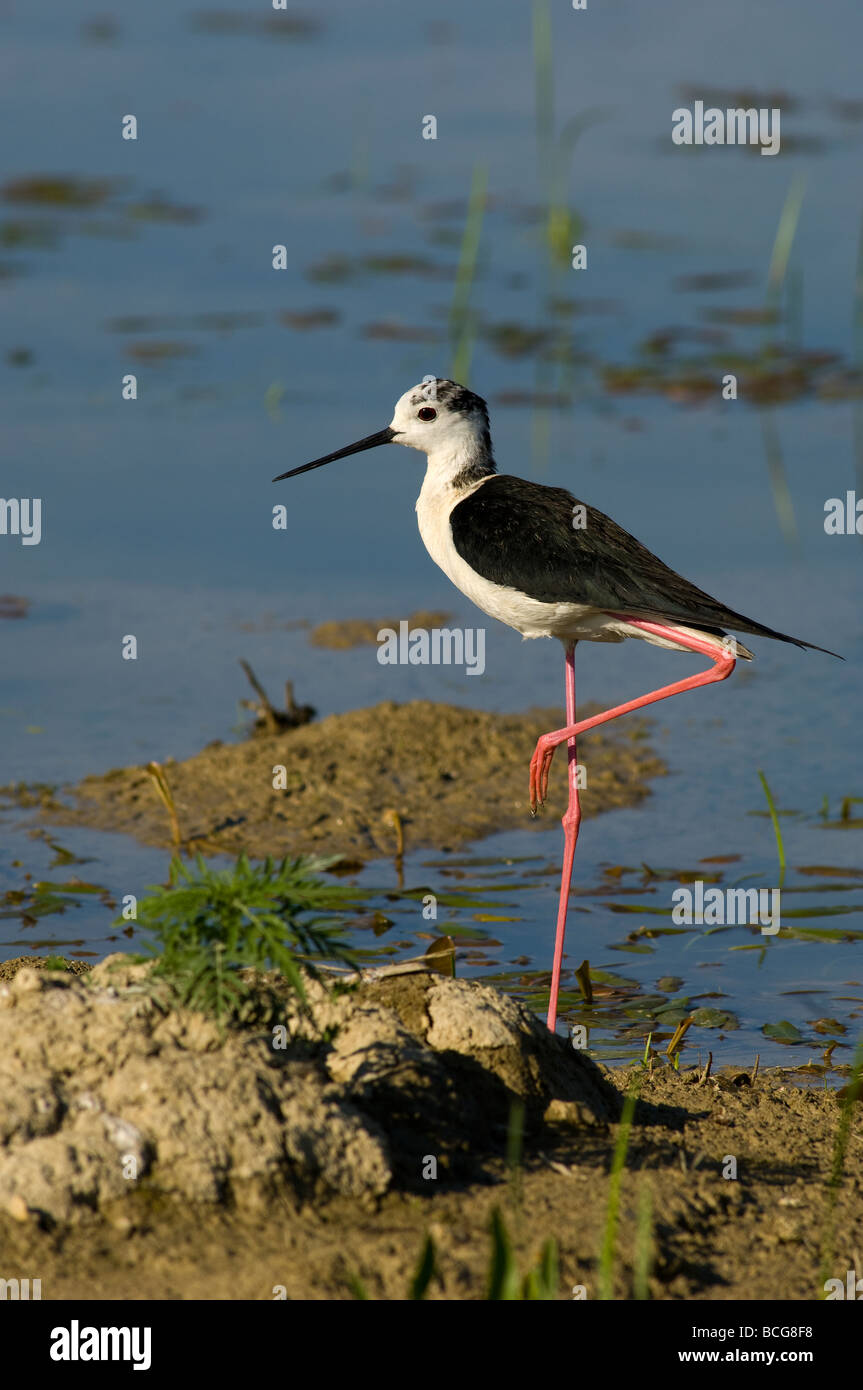 Cavaliere d Italia Himantopus himantopus limicoli caradriformi uccelli trampolieri uccelli palude acquitrino zone umide del parco de Foto Stock