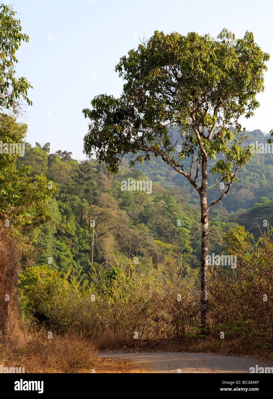 Foresta India Kerala Foto Stock