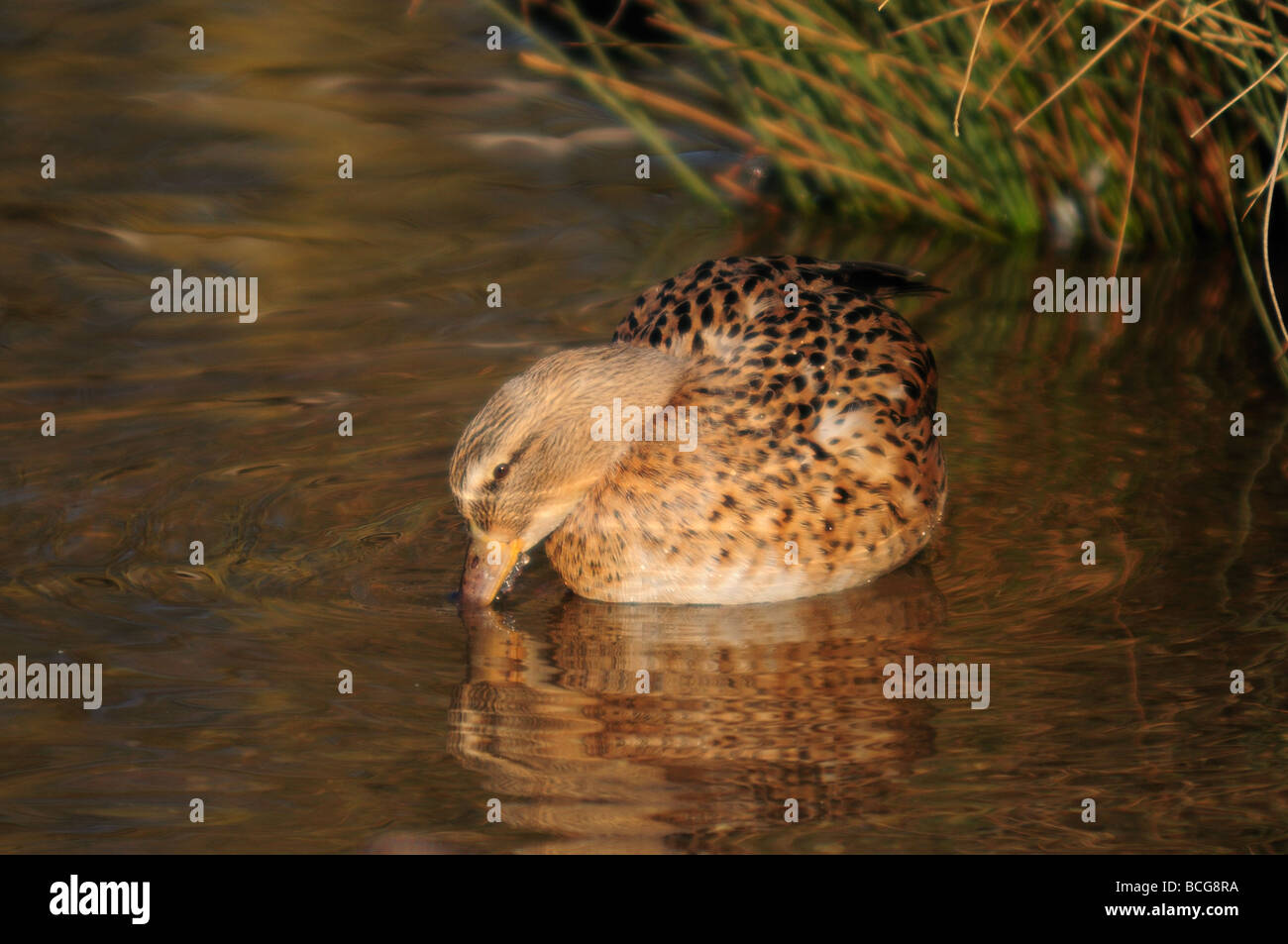 Setacciatura attraverso l acqua Foto Stock