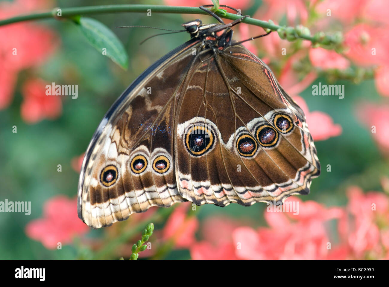 Farfalla civetta ritratto Foto Stock Farfalla civetta ritratto Foto Stock