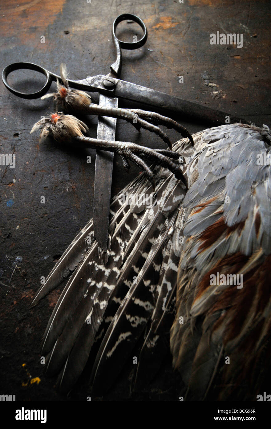 Coppia di cut off fagiani gambe sulla parte superiore dei fagiani ala e coppia di grandi Forbici in acciaio Foto Stock