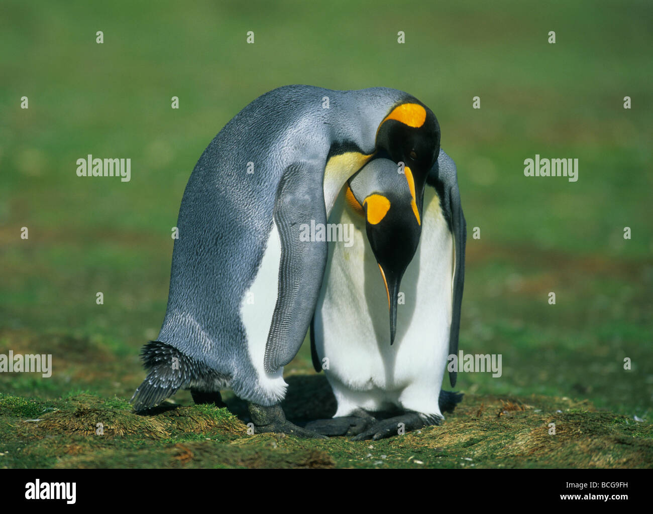 Re pinguini (Aptenodytes patagonicus) coppia di corteggiamento, Volunteer Point, Isole Falkland Foto Stock