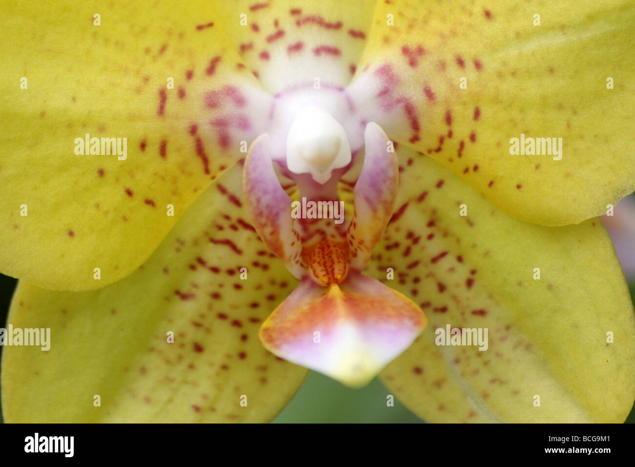 Orchid Phalaenopsis fratello Golden potenziale (Phal fratello Paradise x Phal Taipei Oro) Calderstones Park, Liverpool, Regno Unito Foto Stock