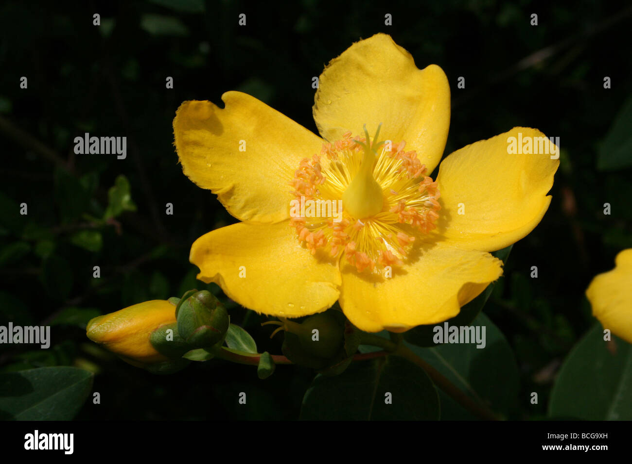Hidcote St John's Wort Hypericum 'Hidcote' presi in Calderstones Park, Liverpool, Regno Unito Foto Stock