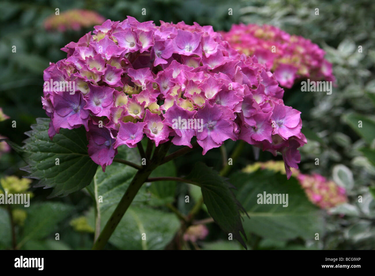 Hydrangea macrophylla 'Leuchtfeuer' presi in Calderstones Park, Liverpool, Regno Unito Foto Stock