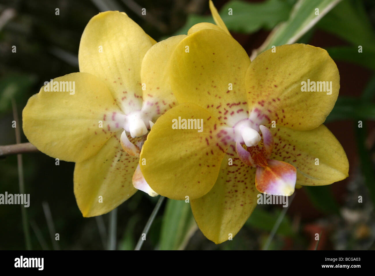 Orchid Phalaenopsis fratello Golden potenziale (Phal fratello Paradise x Phal Taipei oro)Calderstones Park, Liverpool, Regno Unito Foto Stock