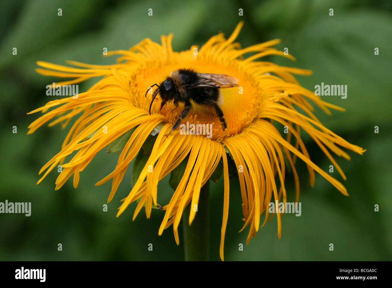 Enula Inula helenium con Buff-tailed Bumble Bee Bombus terrestris presi in Calderstones Park, Liverpool, Regno Unito Foto Stock