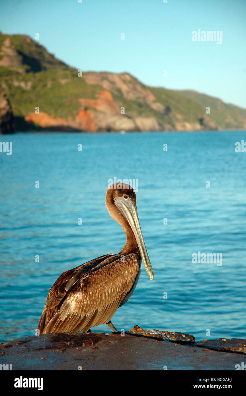 Pelican a riva. Foto Stock