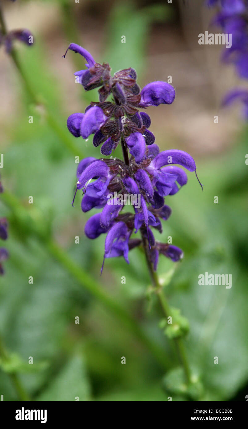 Meadow Clary, Salvia pratensis Lippenblütler, l'Europa. Foto Stock