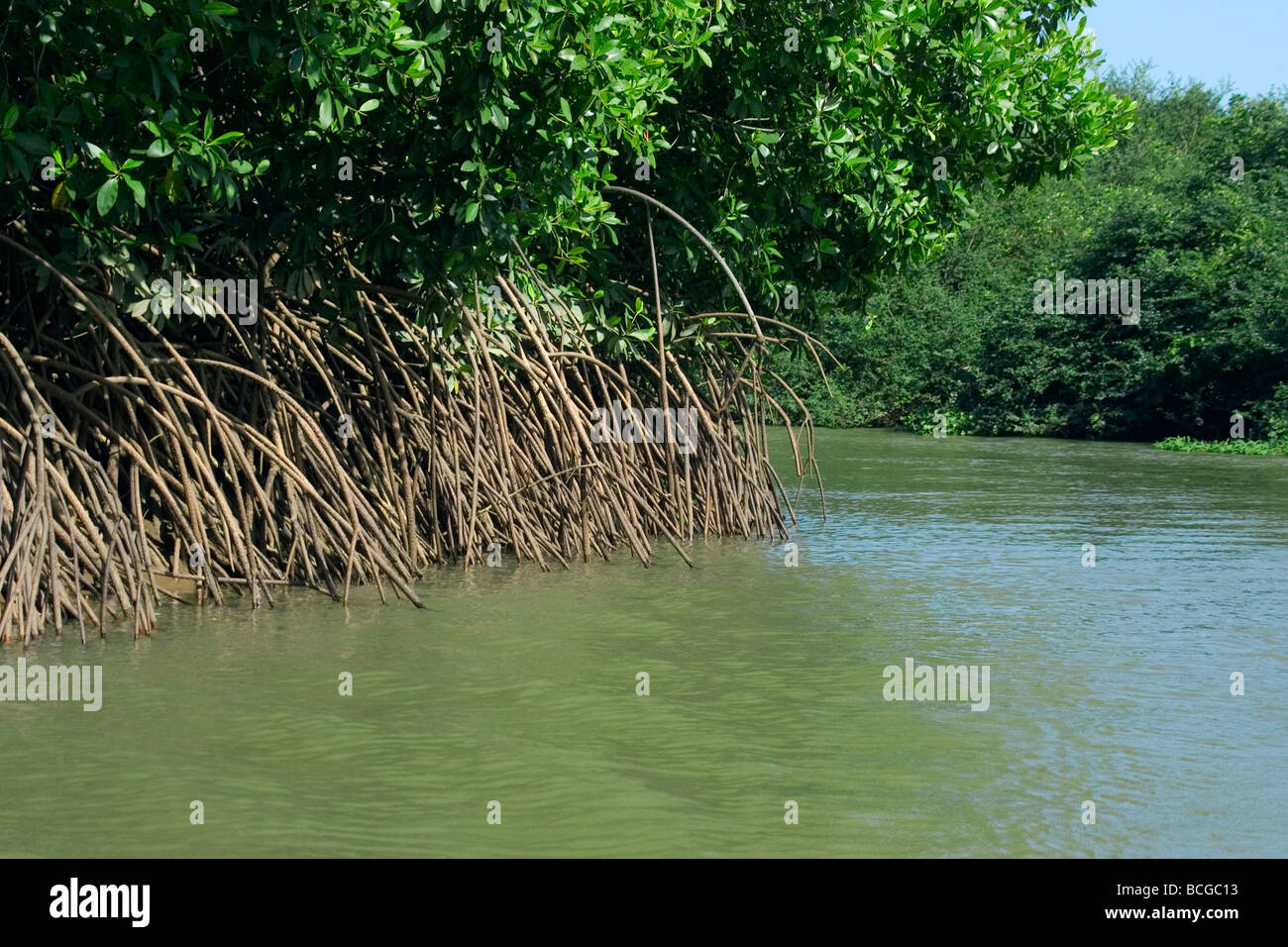 Radici aeree da una mangrovia al delta del Parnaíba fiume Piaui Brasile Foto Stock