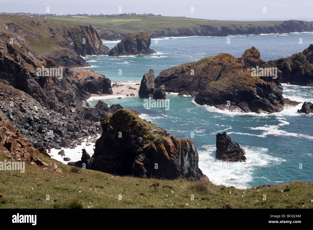 Il soffietto di asparagi e isola Gull rock da Kynance cliff Cornwall Inghilterra Foto Stock