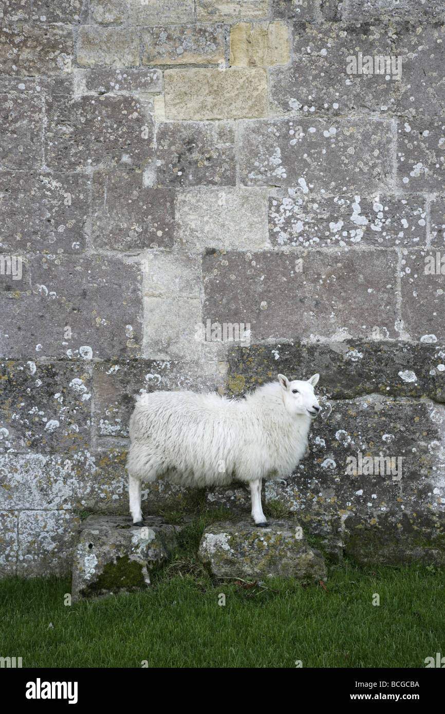 Di fronte bianco pecore (lato posa) su due plinti in pietra con la pietra di blocco di muro Foto Stock