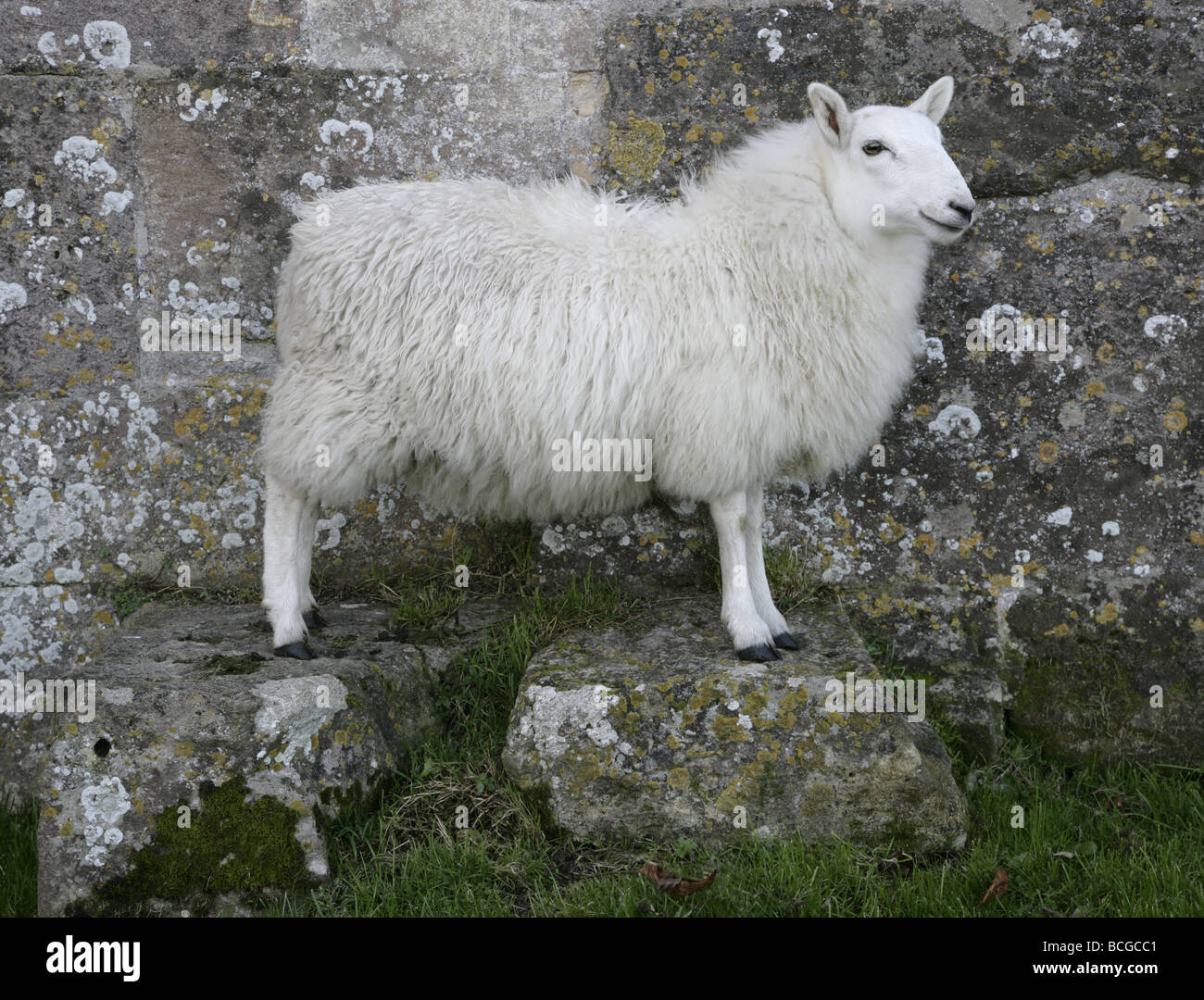 Di fronte bianco pecore (lato posa) su due plinti in pietra con la pietra di blocco di muro Foto Stock