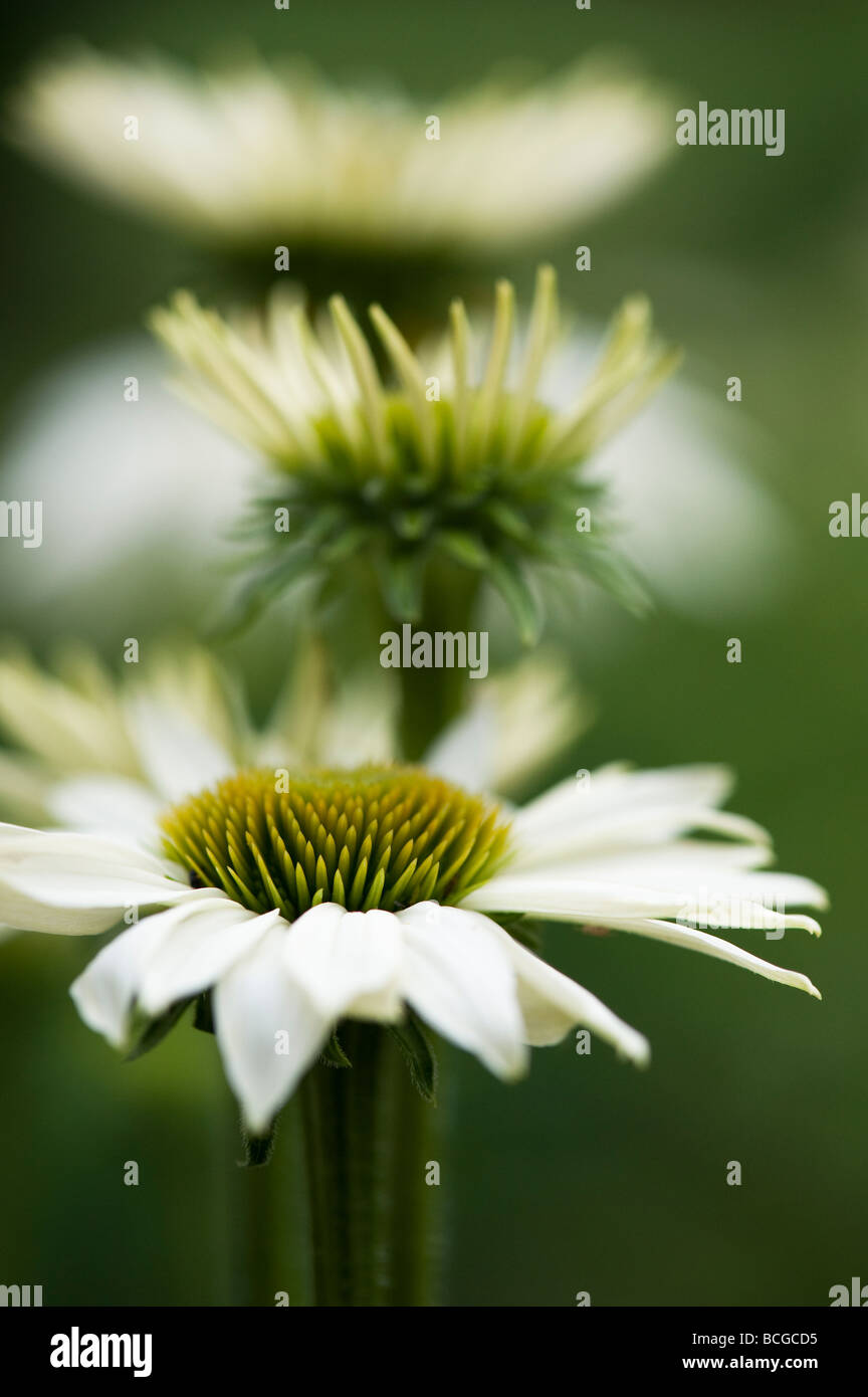 Echinacea purpurea 'White Swan". Coneflower Foto Stock