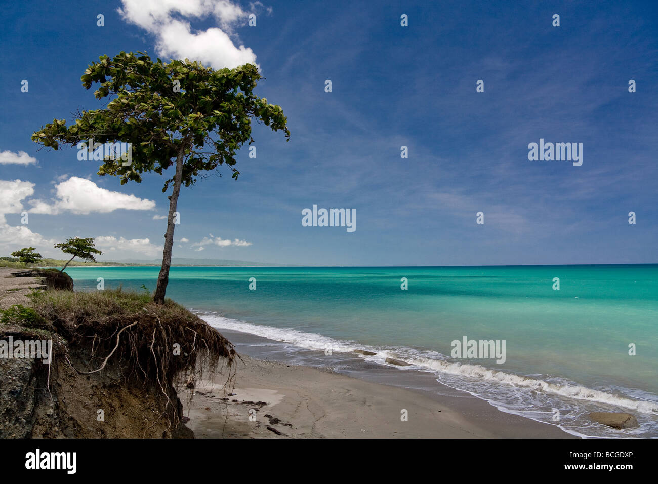 Vista di un albero sul bordo di sbriciolamento di terreni a Playa Grande affacciato sull'oceano Atlantico nella Repubblica Dominicana Repbulic Foto Stock