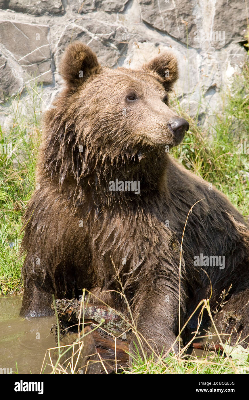 Orso selvatico raffreddamento in acqua in un assolato pomeriggio di estate Foto Stock