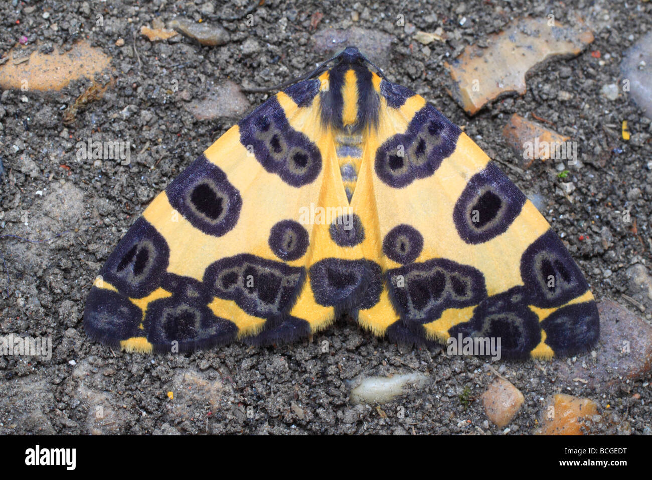 Butterfly (Morpho Chyprus). Buenavista, Boyacá, Colombia, Sud America Foto Stock