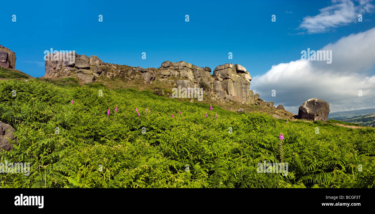 Latte di mucca e di rocce di vitello, a Ilkley Moor, Yorkshire Regno Unito Foto Stock