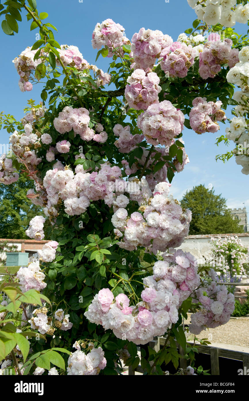 Rosa 'Sanders bianchi " rambler. Abbondanza a forma di rosette completamente a doppia al profumo di fiori bianchi su un traliccio arcuata. Foto Stock