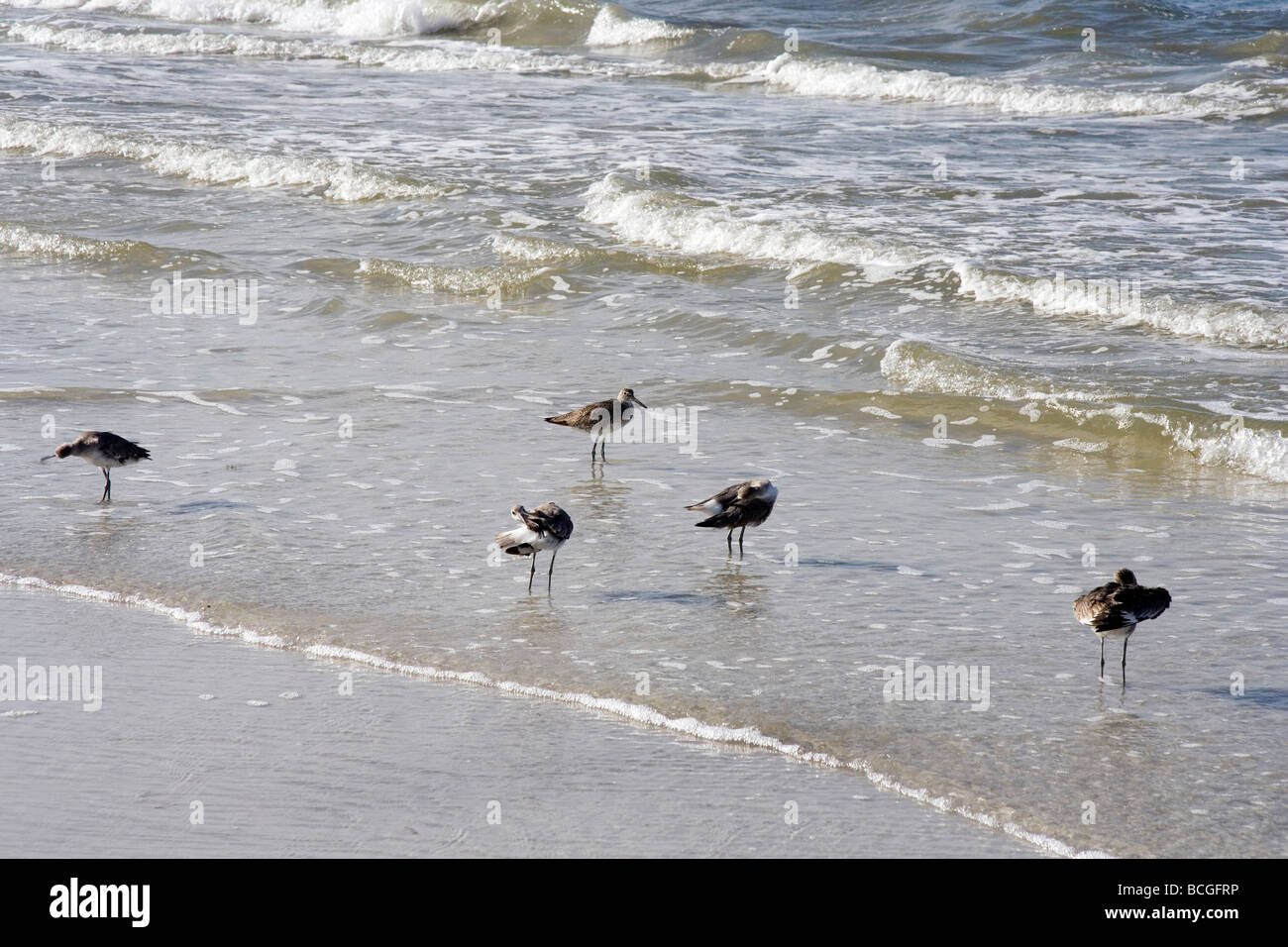 Gli uccelli sulla spiaggia Foto Stock