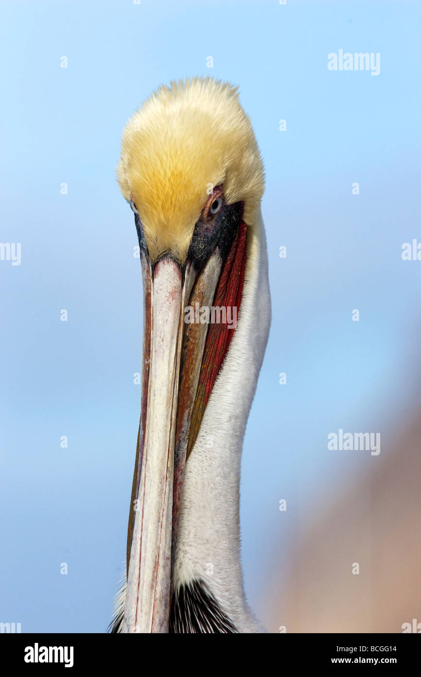 Brown Pelican Pelecanus occidentalis Foto Stock