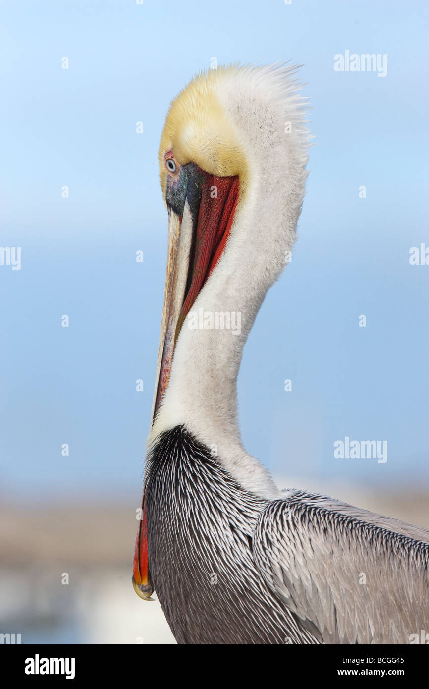 Brown Pelican Pelecanus occidentalis Foto Stock