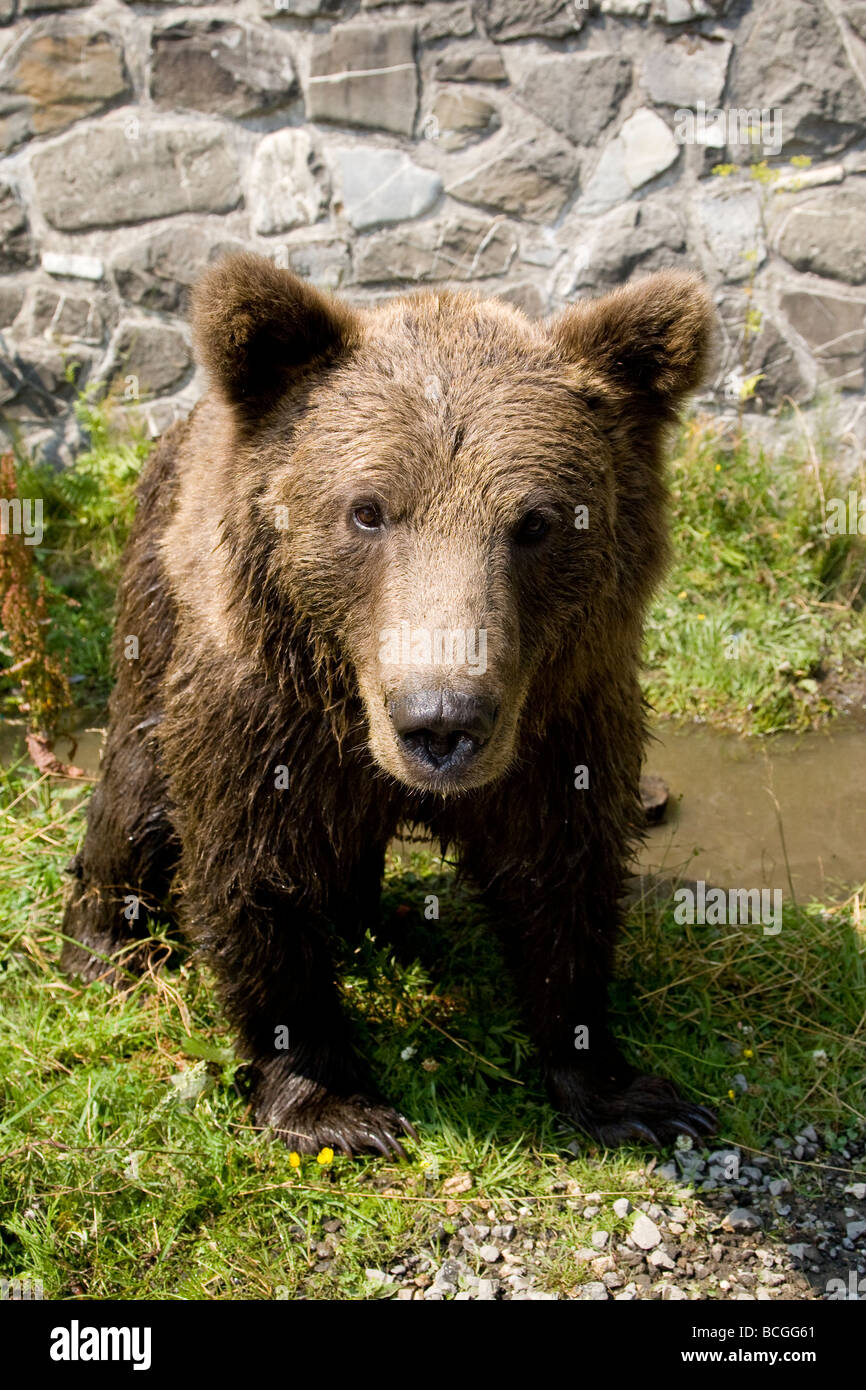 Orso selvatico raffreddamento in acqua in un assolato pomeriggio di estate Foto Stock