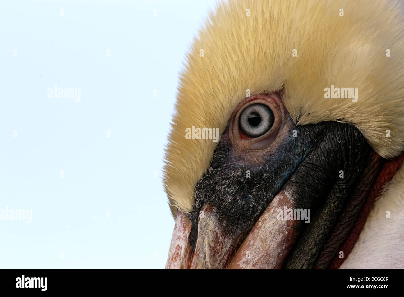 Brown Pelican Pelecanus occidentalis Foto Stock