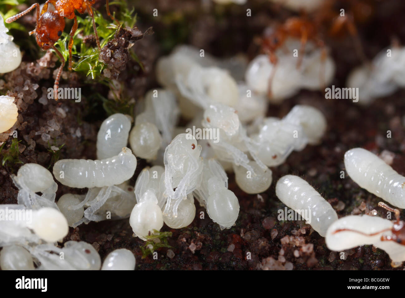 Le formiche del genere Myrmica portando loro le larve e le pupe torna la metropolitana dopo il loro nido è stato disturbato. Foto Stock