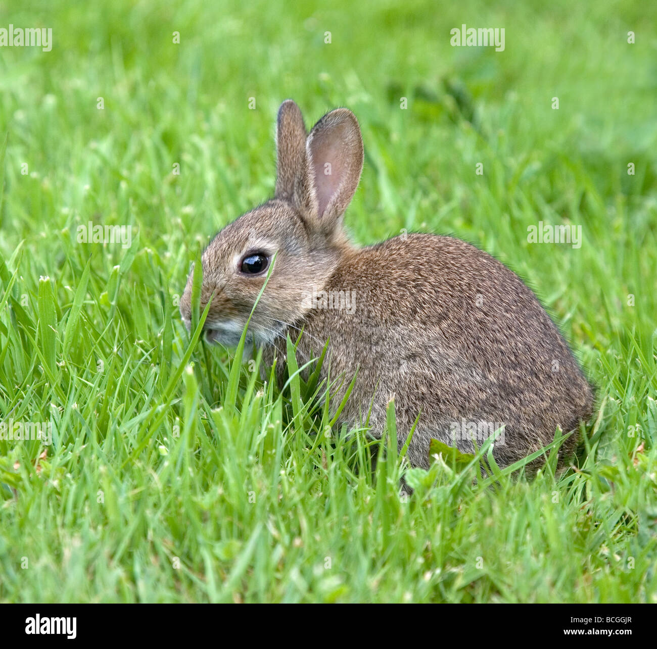 I giovani europei il coniglio oryctolagus cuniculus alimentazione su erba di primavera Foto Stock